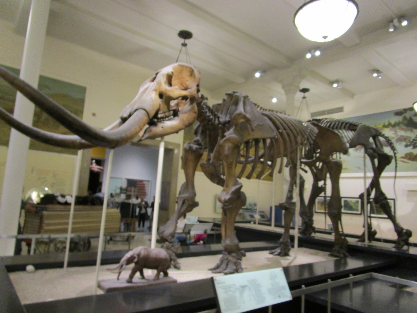 American Museum of National History - New York - Doets Reizen