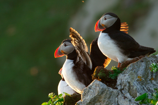 Gjesværstappan Doets Reizen - Vakantie Noorwegen - Credits VisitNorway.com