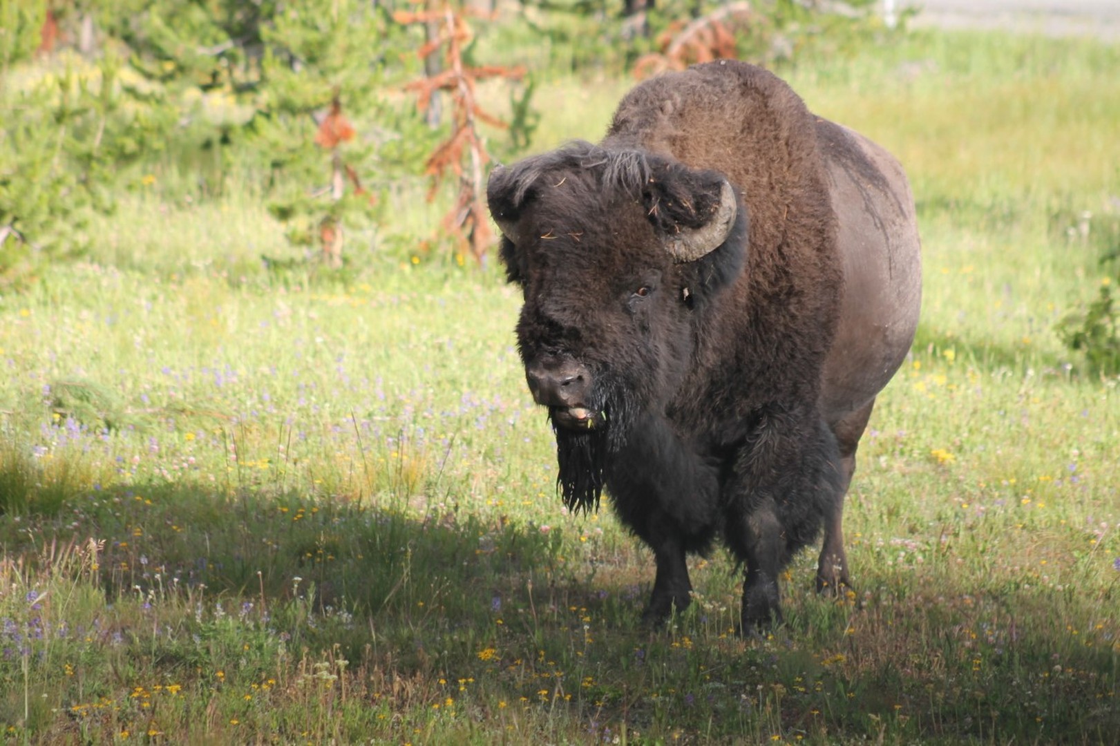 Wildlife Safari - Grand Teton National Park - Wyoming - Doets Reizen