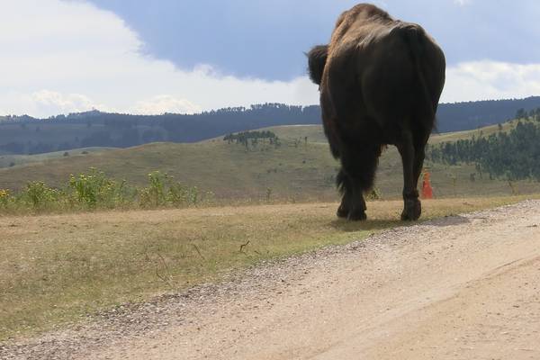 Custer State Park - South Dakota - Amerika - Doets Reizen