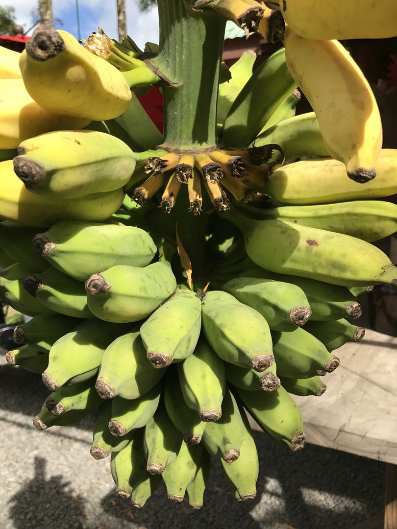 Road to Hana - Maui - Hawaii - Doets Reizen