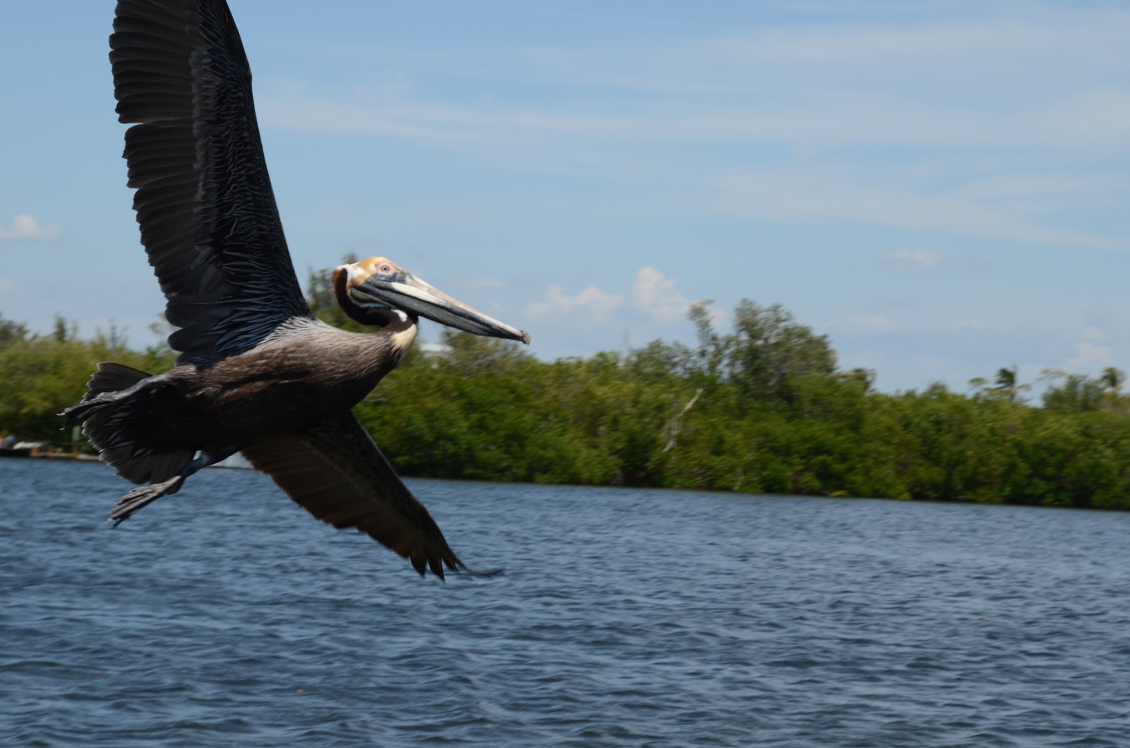 Boottocht Captiva Island - Florida - Doets Reizen