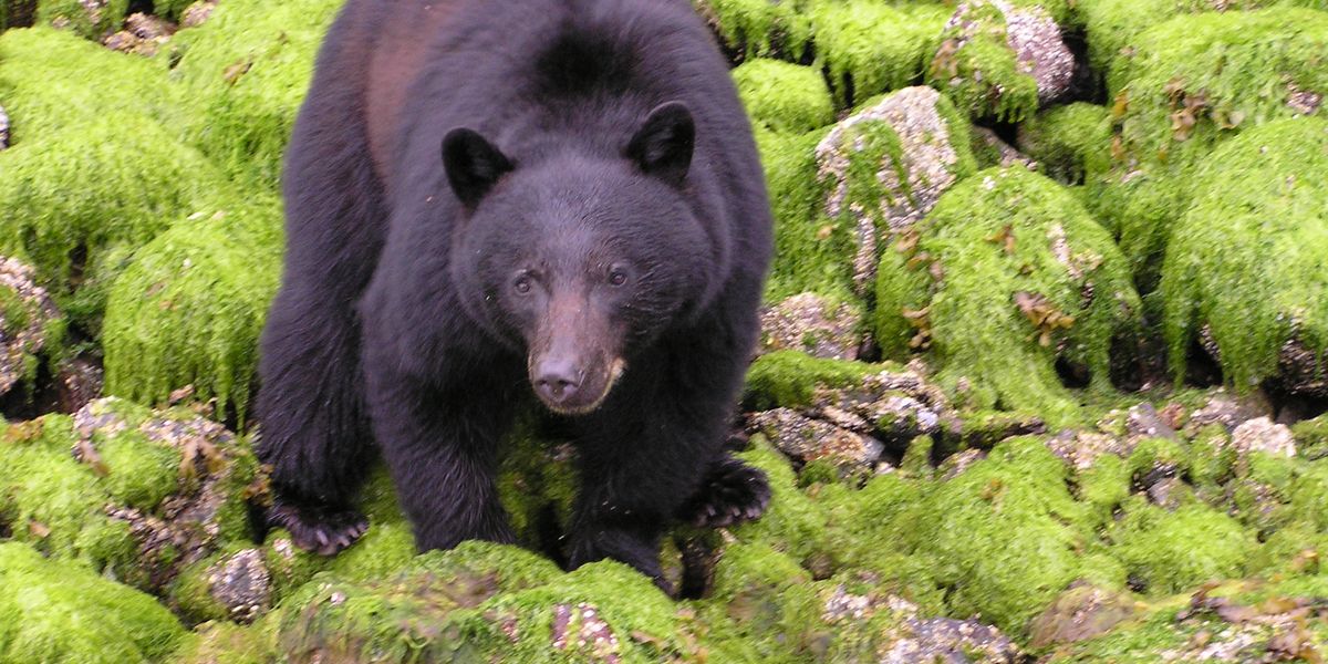 Pacific Rim National Park - Vancouver Island - British Columbia - Canada - Doets Reizen