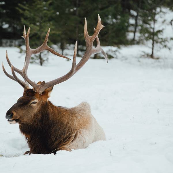Wintersport - Jasper National Park - Alberta - Doets Reizen