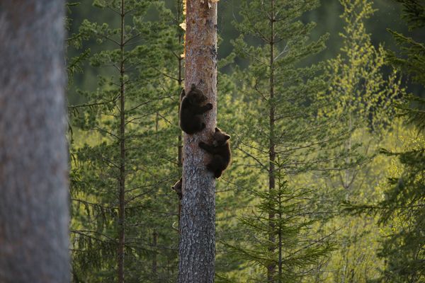 Beren in Norrbotten - Doets Reizen - Vakantie in Zweden - Credits Visit Sweden