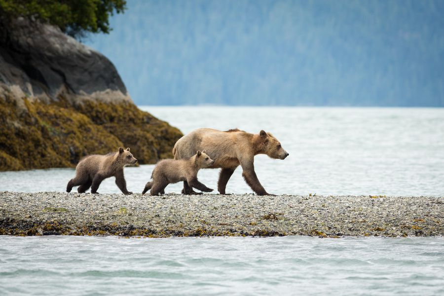 Knight Inlet Lodge - British Columbia - Canada - Doets Reizen