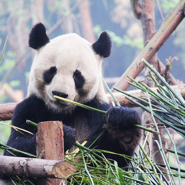 Panda - Chengdu - China - Doets Reizen - credits S