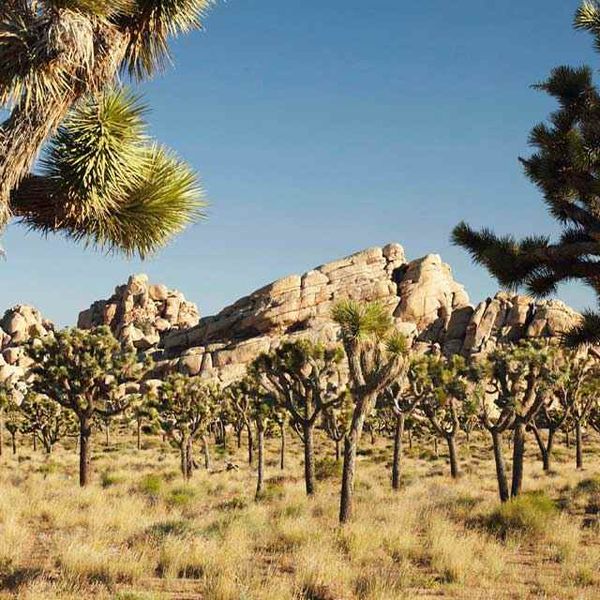 Joshua Tree National Park - California - Amerika - Doets Reizen