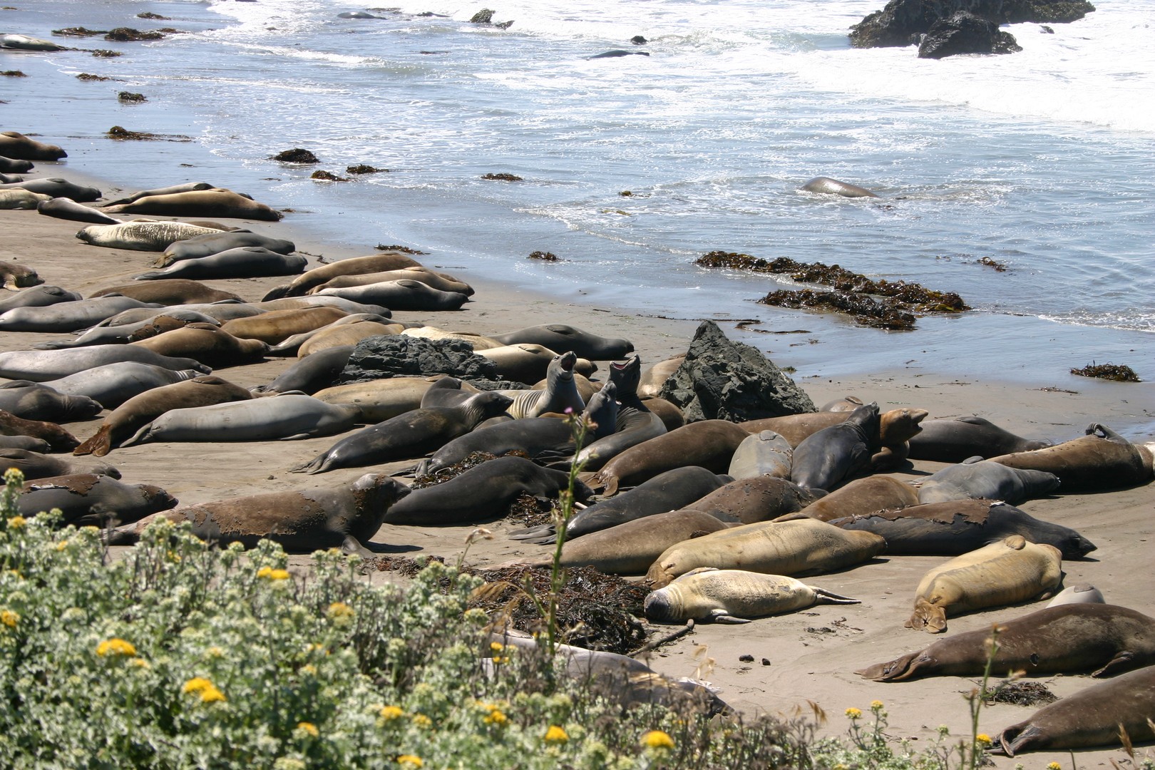 Big Sur - Highway 1 - California - Amerika - Doets Reizen