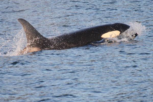 Glacier Cruise Prince William Sound - Alaska - Doets Reizen