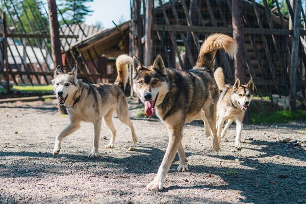 Huskieboerderij - Rovaniemi - Lapland - Finland - Doets Reizen - credits Visit Rovaniemi
