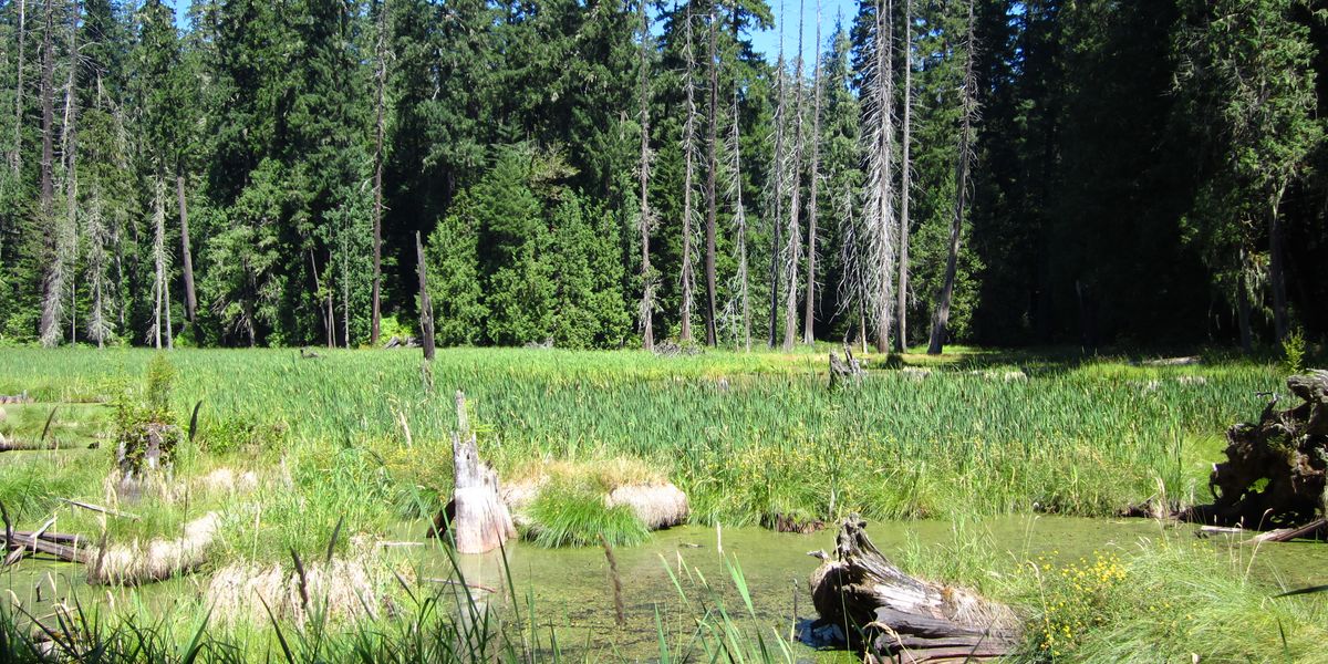 Quinault - Washington State - Doets Reizen