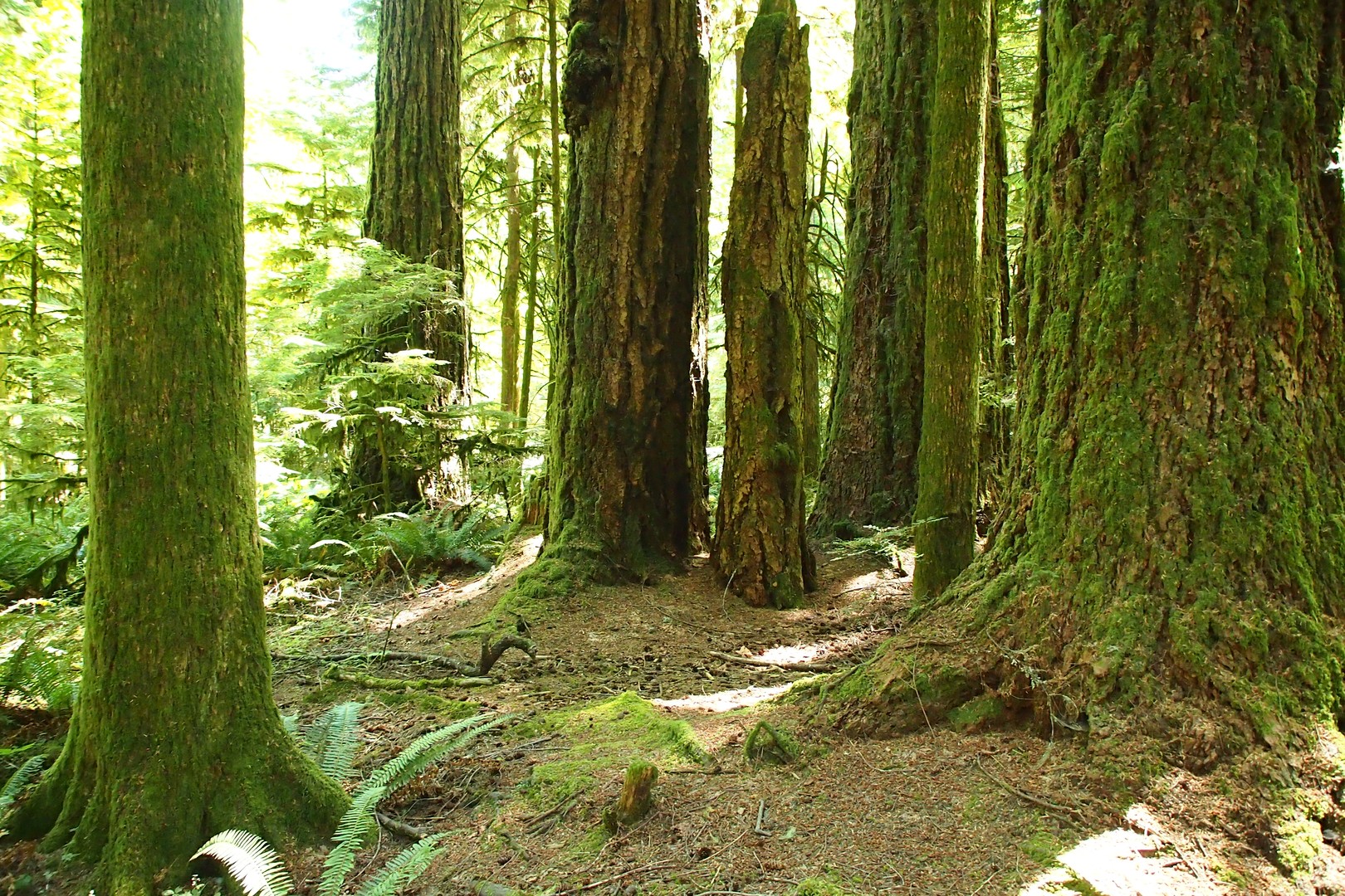 Pacific Rim National Park - Vancouver Island - British Columbia - Canada - Doets Reizen