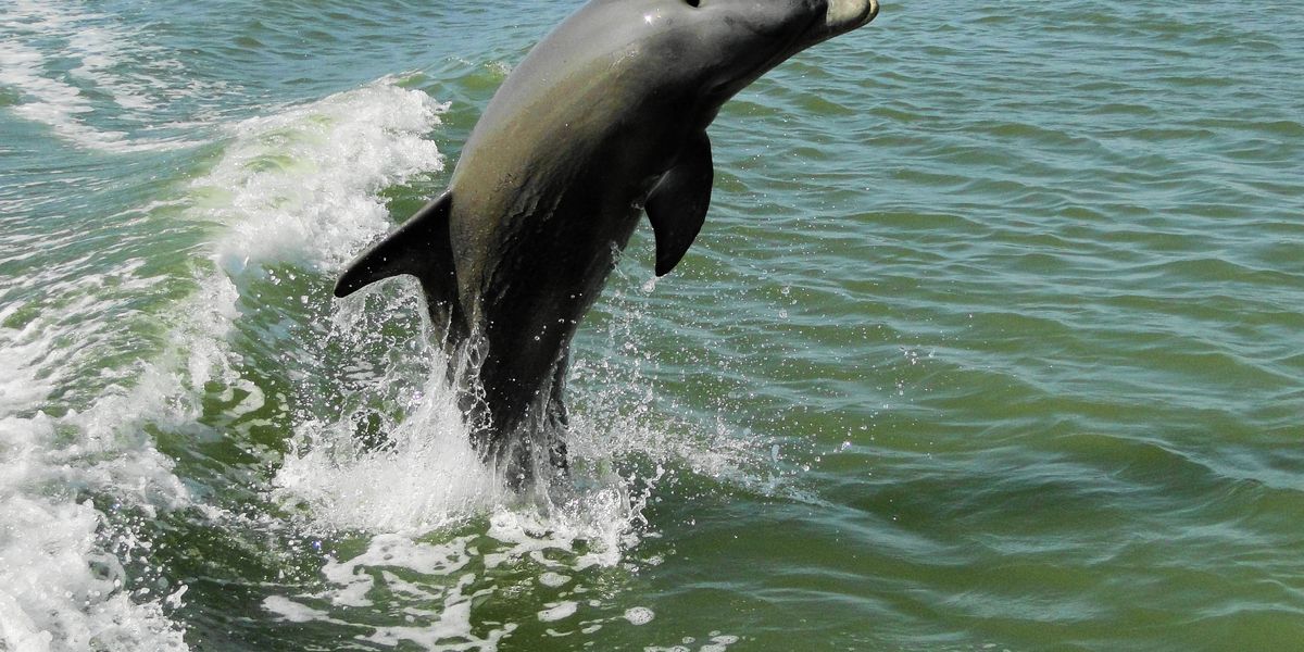 Birding and Wildlife Tour - Everglades National Park - Florida - Doets Reizen