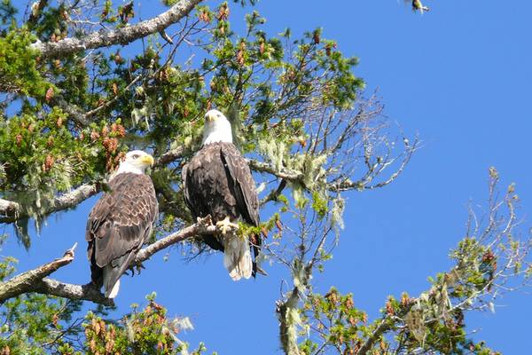 Farewell Harbour Lodge - British Columbia - Canada - Doets Reizen