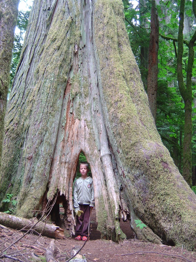McMIllan Provinciale Park - Cathedral Grove -Vancouver Island - British Columbia - Canada - Doets Reizen
