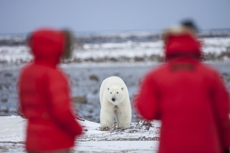 IJsbeer Churchill - Manitoba - Canada - Doets Reizen