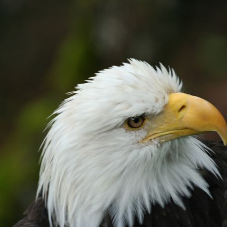 Wildlife Alaska - Doets Reizen