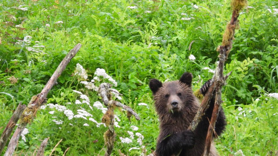 Beren - West Canada - Doets Reizen