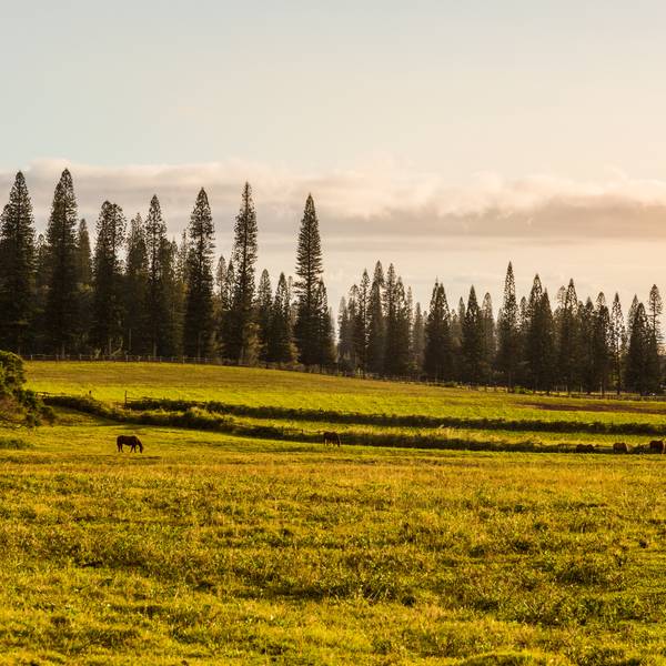 Landschap Van Centraal Lanai op Hawaii