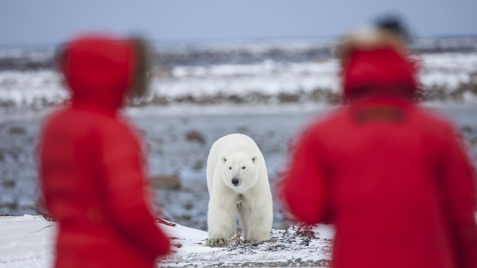 IJsbeer Churchill - Manitoba - Canada - Doets Reizen