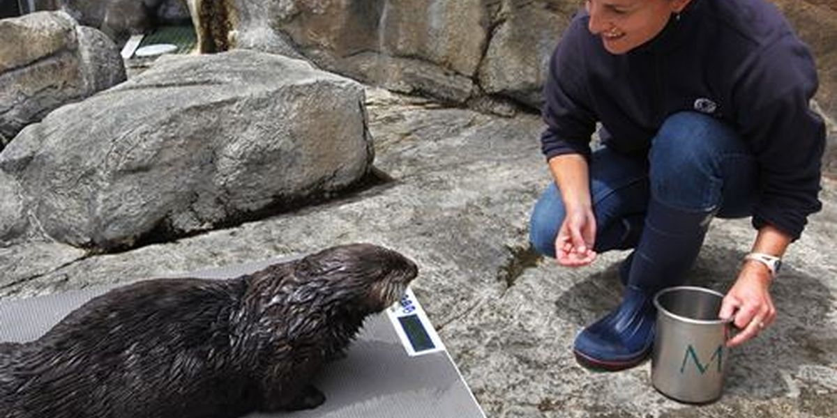 Monterey Bay Aquarium - California - Amerika - Doets Reizen