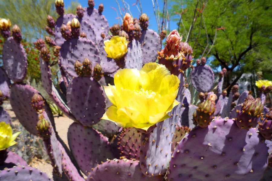 Tucson - Arizona - Doets Reizen
