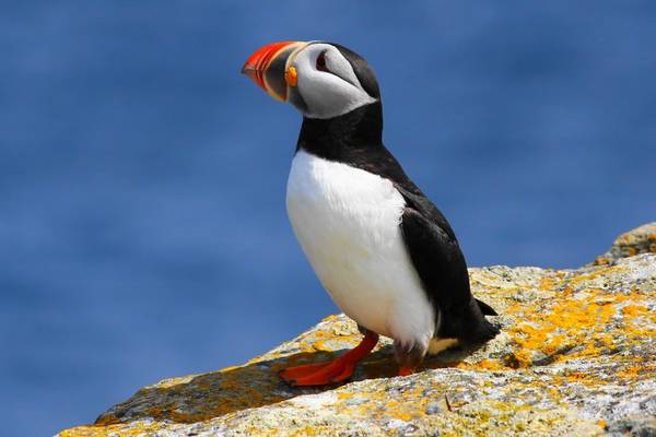 Puffin - Newfoundland & Labrador - Canada - Doets Reizen