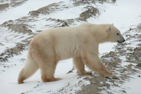 IJsbeer Churchill - Manitoba - Canada - Doets Reizen
