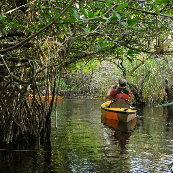Mangrove Tunnel Tour - Everglades National Park - Florida - Doets Reizen
