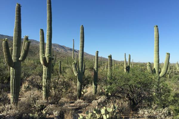 Tucson - Arizona - Doets Reizen