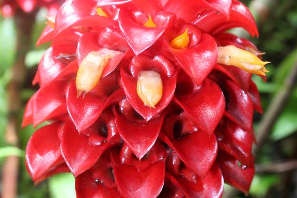 Big Island - Hawaii - Doets Reizen