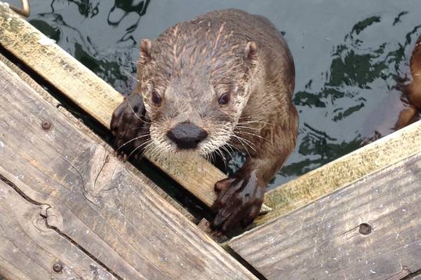 Victoria - Vancouver Island - British Columbia - Canada - Doets Reizen