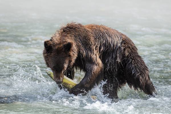 Klahoose Wilderness Resort - Wilderness Lodge Canada - Doets Reizen - Vakantie Canada - Canada Rondreis