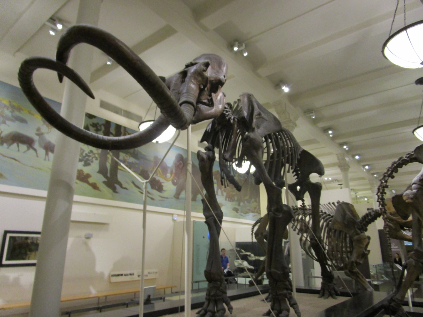 American Museum of National History - New York - Doets Reizen