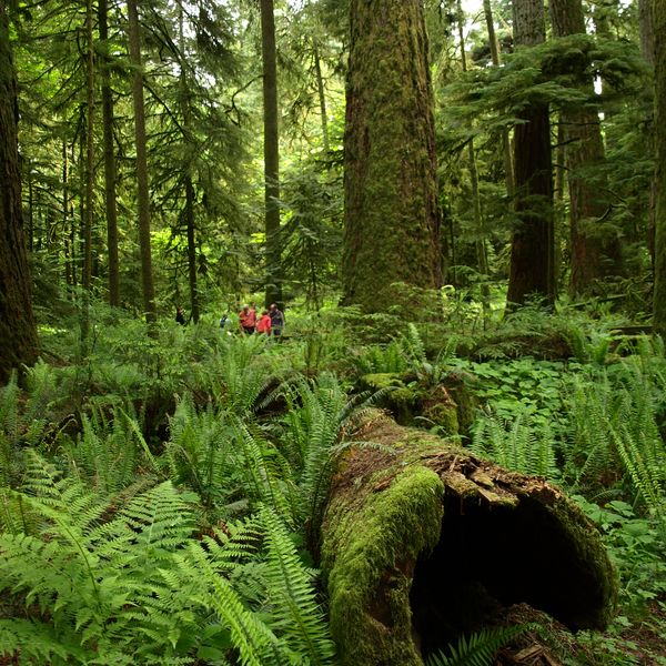 McMIllan Provinciale Park - Cathedral Grove -Vancouver Island - British Columbia - Canada - Doets Reizen