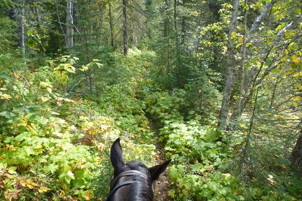 Paardrijden in Wells Gray Provincial Park - British Columbia - Canada - Doets Reizen