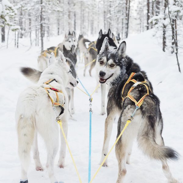 Hondenslee Harads - Doets Reizen - Vakantie Zweden - Credit Visit Sweden