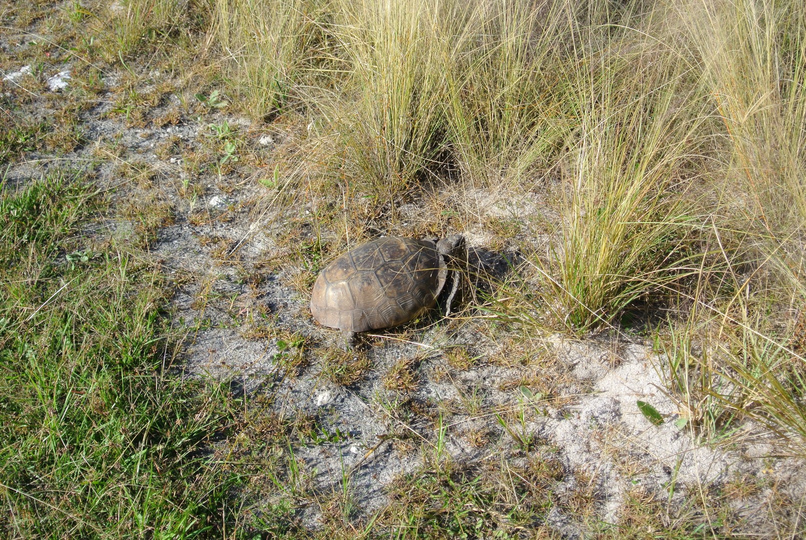 Honeymoon Island - Tampa - Florida - Doets Reizen