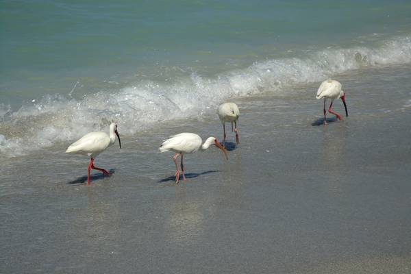 Captiva Island - Florida - Doets Reizen