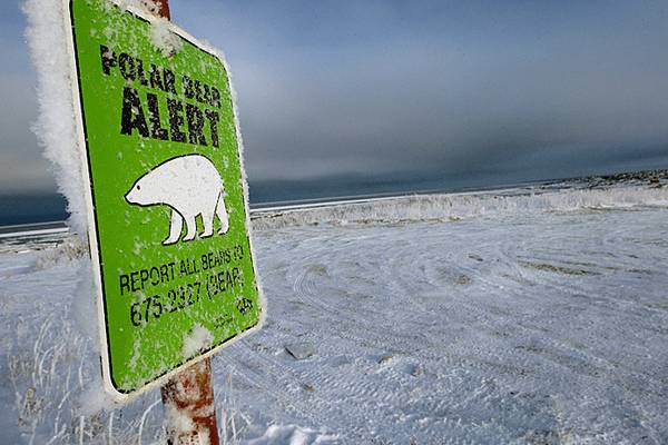 IJsbeer Churchill - Manitoba - Canada - Doets Reizen