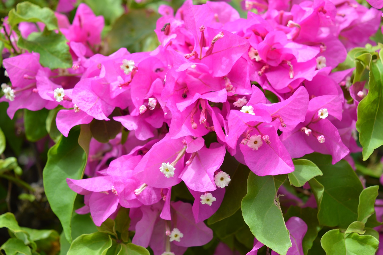 Key West - The Keys - Florida - Doets Reizen