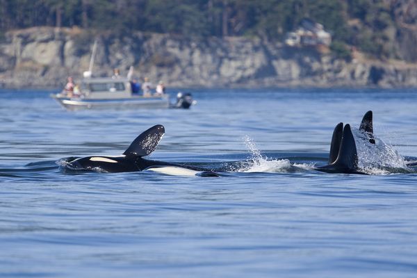 Wildlife - British Columbia - Canada - Doets Reizen