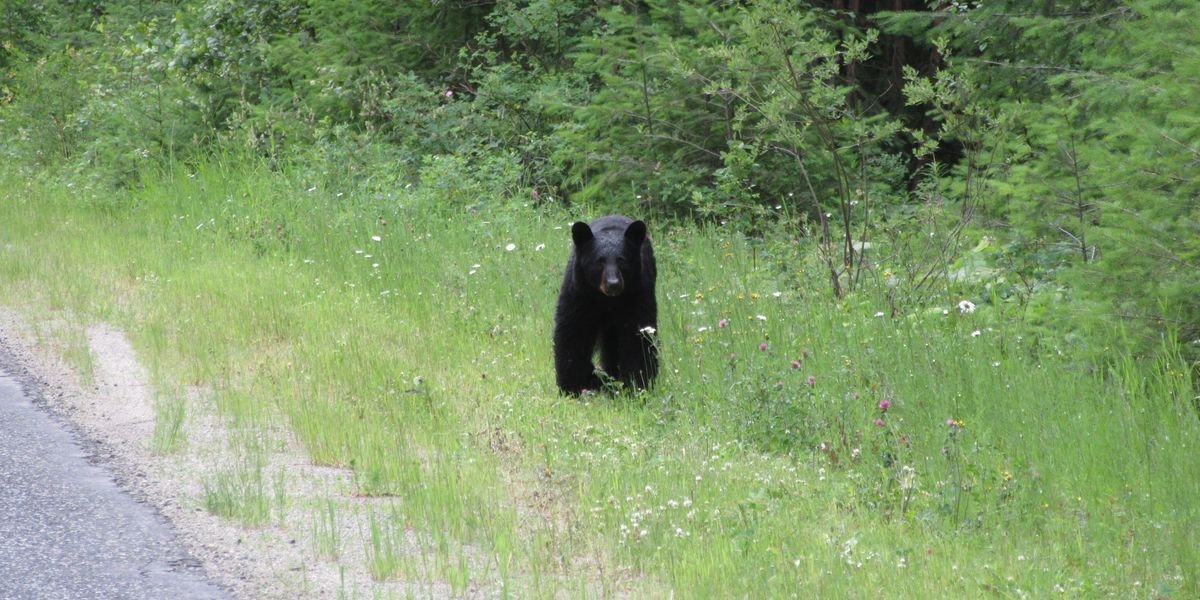 Wells Gray Provincial Park - British Columbia - Canada - Doets Reizen