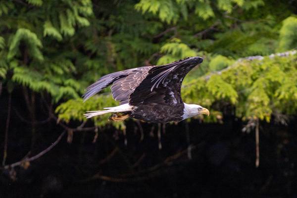 Coastal Rainforest Safaris