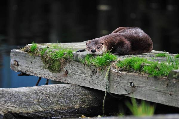 Otter in Prince Rupert - Doets Reizen - Northern BC Tourism - Mike Ambach