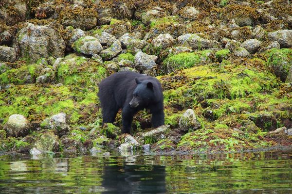 Wildlife Pacific Rim National Park - Vancouver Island - British Columbia - Canada - Doets Reizen
