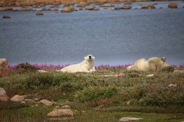 IJsbeer Churchill - Manitoba - Canada - Doets Reizen