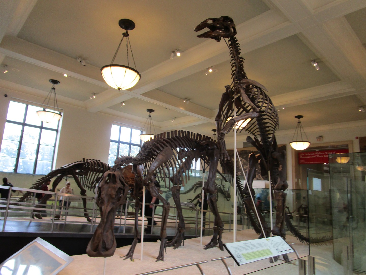 American Museum of National History - New York - Doets Reizen