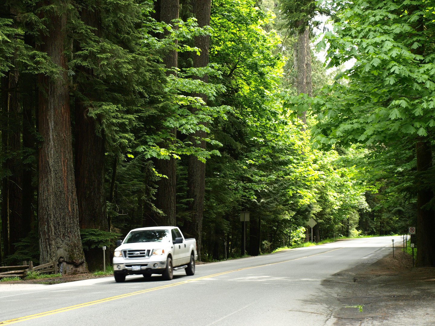 McMIllan Provinciale Park - Cathedral Grove -Vancouver Island - British Columbia - Canada - Doets Reizen